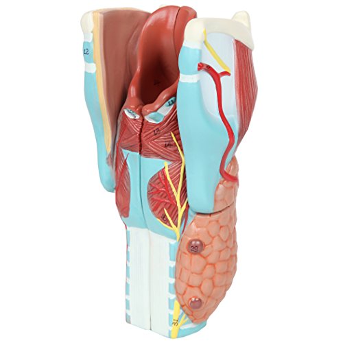 Axis Scientific Anatomy Model of Human Larynx | Model is 9 Inches Tall and 5 Times Life Size | Details Anatomy of Vocal Folds and Dissects Into 5 Parts | Comes with a Study Manual