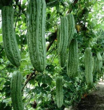 salee shop 30 Seeds Bitter Gourd Seeds, Chinese Bitter Gourd