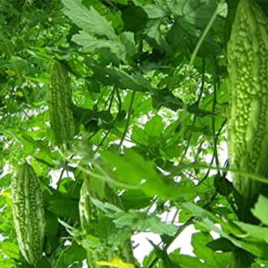 salee shop 30 Seeds Bitter Gourd Seeds, Chinese Bitter Gourd