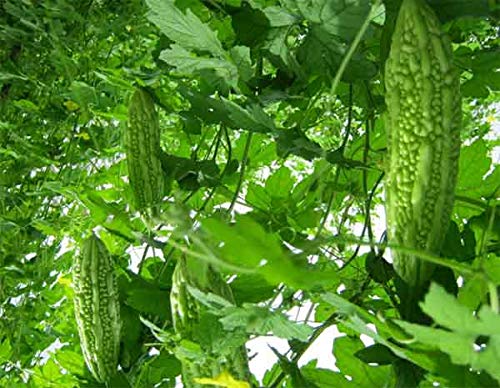 salee shop 30 Seeds Bitter Gourd Seeds, Chinese Bitter Gourd