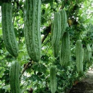 salee shop 30 Seeds Bitter Gourd Seeds, Chinese Bitter Gourd