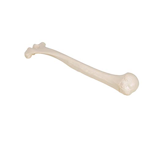 3B Scientific A45/1 Humerus - 3B Smart Anatomy