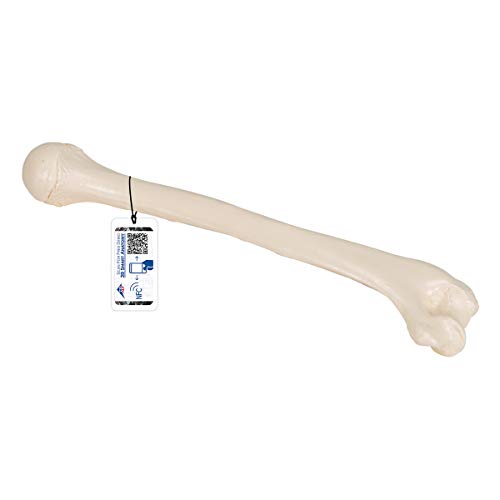 3B Scientific A45/1 Humerus - 3B Smart Anatomy