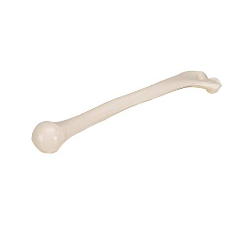 3B Scientific A45/1 Humerus - 3B Smart Anatomy