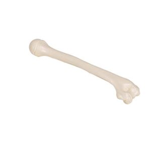 3B Scientific A45/1 Humerus - 3B Smart Anatomy