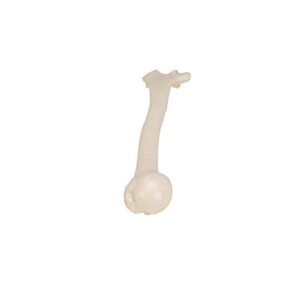 3B Scientific A45/1 Humerus - 3B Smart Anatomy