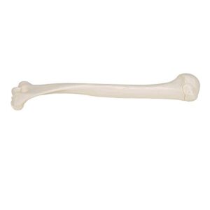 3B Scientific A45/1 Humerus - 3B Smart Anatomy