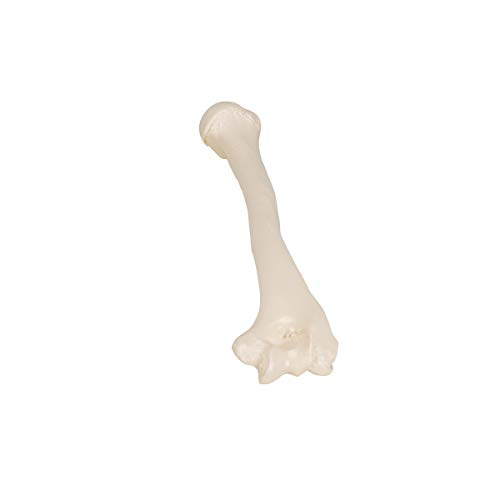 3B Scientific A45/1 Humerus - 3B Smart Anatomy