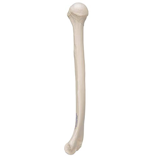 3B Scientific A45/1 Humerus - 3B Smart Anatomy