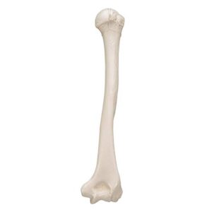 3B Scientific A45/1 Humerus - 3B Smart Anatomy