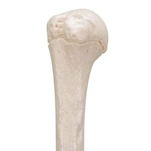 3B Scientific A45/1 Humerus - 3B Smart Anatomy