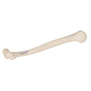 3B Scientific A45/1 Humerus - 3B Smart Anatomy