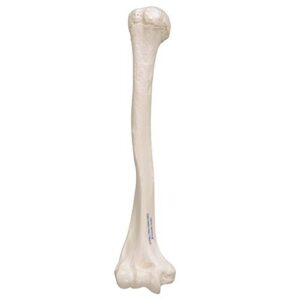 3B Scientific A45/1 Humerus - 3B Smart Anatomy