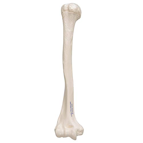 3B Scientific A45/1 Humerus - 3B Smart Anatomy