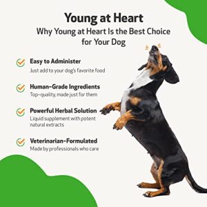 Pet Wellbeing Young at Heart for Dogs - Vet-Formulated - Supports Heart (Cardiovascular) Health - Natural Herbal Supplement 2 oz (59 ml)