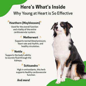 Pet Wellbeing Young at Heart for Dogs - Vet-Formulated - Supports Heart (Cardiovascular) Health - Natural Herbal Supplement 2 oz (59 ml)