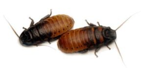 madagascar hissing cockroach one adult breeding pair of (gromphadorhina portentosa) by honeybees100