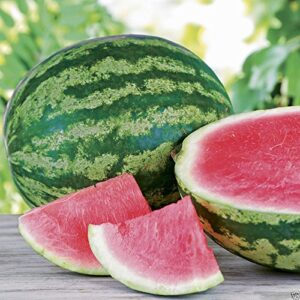 triple crown hybrid watermelon seed (seedless) one the best-tasting red variety