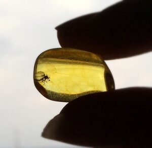 natural baltic amber fossil with insect inside - beautiful museum grade specimen