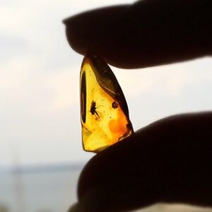 Natural Baltic Amber Fossil with Insect Inside - Beautiful Museum Grade Specimen