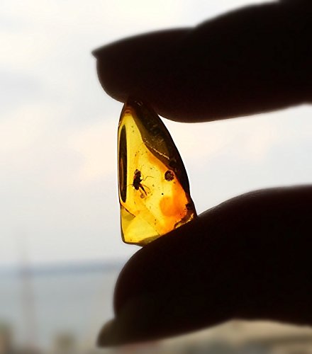 Natural Baltic Amber Fossil with Insect Inside - Beautiful Museum Grade Specimen