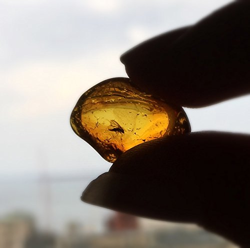 Natural Baltic Amber Fossil with Insect Inside - Beautiful Museum Grade Specimen