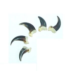 real coyote claws (pack of 5) for jewelry, collectors, teachers, and more (natural brown/ black)