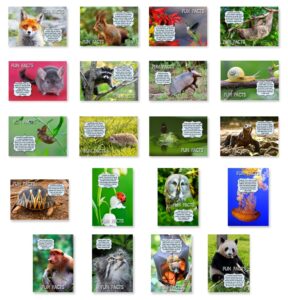 animals fun facts postcard set of 20 postcards. animal and bird post cards variety pack. made in usa.