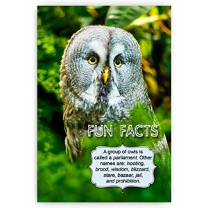 ANIMALS FUN FACTS postcard set of 20 postcards. Animal and bird post cards variety pack. Made in USA.