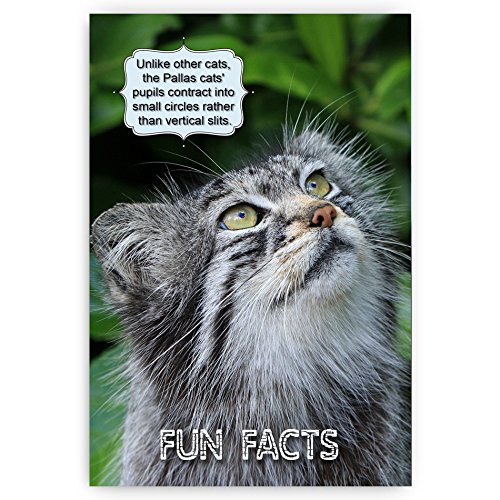 ANIMALS FUN FACTS postcard set of 20 postcards. Animal and bird post cards variety pack. Made in USA.