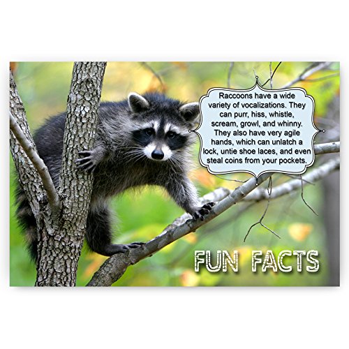 ANIMALS FUN FACTS postcard set of 20 postcards. Animal and bird post cards variety pack. Made in USA.