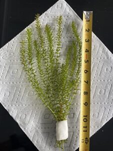 new anacharis egeria elodea densa tropical live aquarium aquatic plant buy2 +1 free