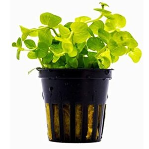 Greenpro Golden Creeping Jenny Lysimachia Nummularia Aurea Potted Live Aquarium Plants for Freshwater Fish Tank