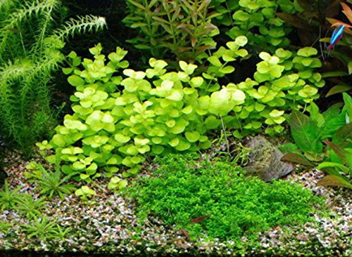 Greenpro Golden Creeping Jenny Lysimachia Nummularia Aurea Potted Live Aquarium Plants for Freshwater Fish Tank