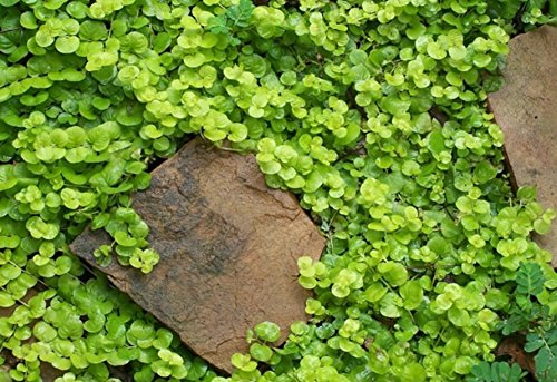 Greenpro Golden Creeping Jenny Lysimachia Nummularia Aurea Potted Live Aquarium Plants for Freshwater Fish Tank