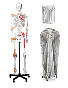vision scientific vas215-dc medical grade, full size skeleton w hand painted muscles & ligaments | thick zip dust cover | skeleton wired for natural movement | mounted on roller stand w manual