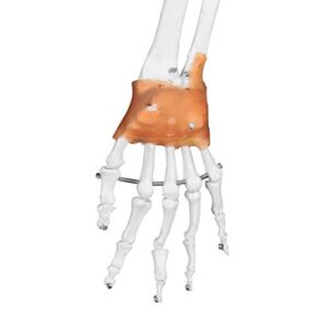 Vision Scientific VAS215-DC Medical Grade, Full Size Skeleton W Hand Painted Muscles & Ligaments | Thick Zip Dust Cover | Skeleton Wired for Natural Movement | Mounted on Roller Stand W Manual