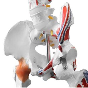 Vision Scientific VAS215-DC Medical Grade, Full Size Skeleton W Hand Painted Muscles & Ligaments | Thick Zip Dust Cover | Skeleton Wired for Natural Movement | Mounted on Roller Stand W Manual