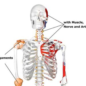Vision Scientific VAS215-DC Medical Grade, Full Size Skeleton W Hand Painted Muscles & Ligaments | Thick Zip Dust Cover | Skeleton Wired for Natural Movement | Mounted on Roller Stand W Manual