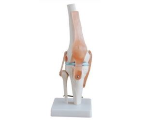 knee joint simulation model medical anatomy human 1:1 life size