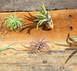 Variety Pack of Small Tillandsia Air Plants, Assortment of Exotic, Low Maintenance Live Air Plants Including Ionantha Rubra, Caput-Medusae, Harrissi, Velutina, & Ionantha Fuego Plants! (Set of 5)