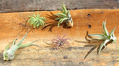 Variety Pack of Small Tillandsia Air Plants, Assortment of Exotic, Low Maintenance Live Air Plants Including Ionantha Rubra, Caput-Medusae, Harrissi, Velutina, & Ionantha Fuego Plants! (Set of 5)