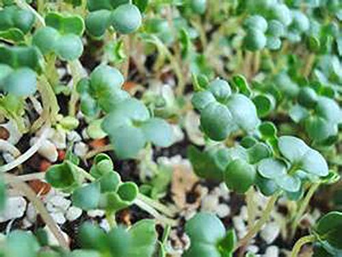 Non-GMO Broccoli Seeds for Sprouting Sprouts Microgreens (2 Ounces of Pure Seed). Country Creek LLC. Brand.