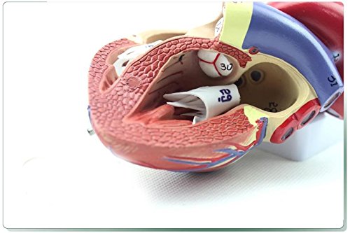 Genuine 1: 1 human heart model B-color ultrasound medical cardiology cardiac anatomy teaching model