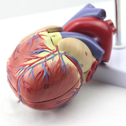 Genuine 1: 1 human heart model B-color ultrasound medical cardiology cardiac anatomy teaching model