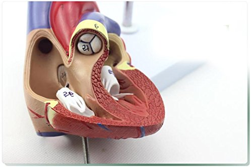 Genuine 1: 1 human heart model B-color ultrasound medical cardiology cardiac anatomy teaching model