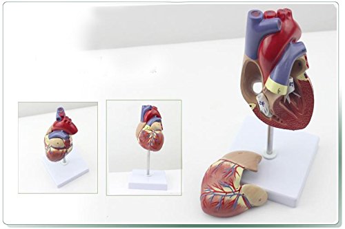 Genuine 1: 1 human heart model B-color ultrasound medical cardiology cardiac anatomy teaching model