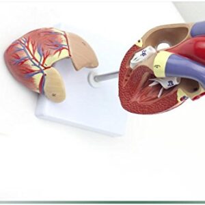 Genuine 1: 1 human heart model B-color ultrasound medical cardiology cardiac anatomy teaching model