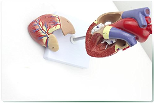 Genuine 1: 1 human heart model B-color ultrasound medical cardiology cardiac anatomy teaching model