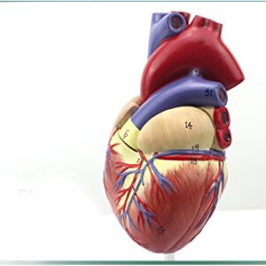 Genuine 1: 1 human heart model B-color ultrasound medical cardiology cardiac anatomy teaching model